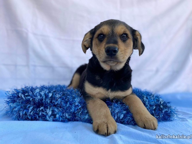 dwa-cudne-szczeniaki-szukaja-kochajacych-domow-45239-sprzedam.jpg