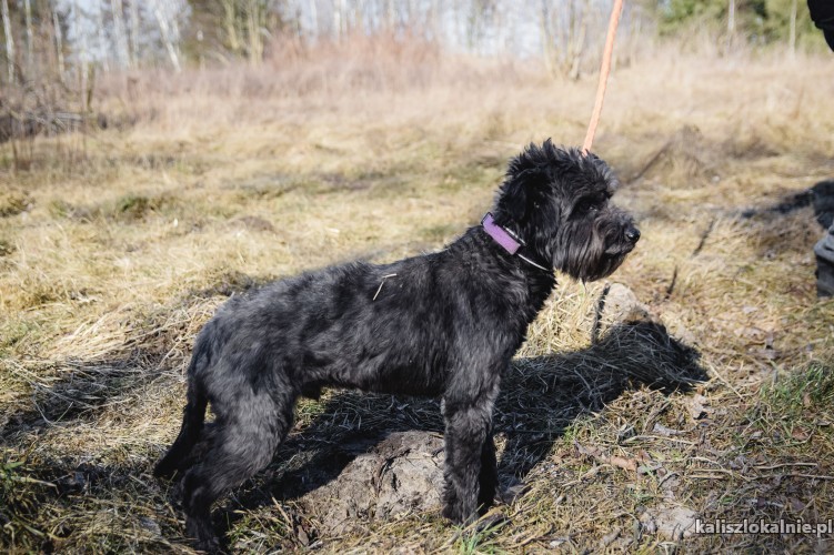 niekonfliktowy-pikus-fajny-rodzinny-psiak-45297-kalisz.jpg