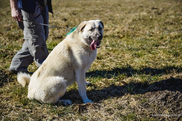 ramon-roczny-przyjazny-psi-olbrzym-do-pokochania-45298-kalisz.jpg