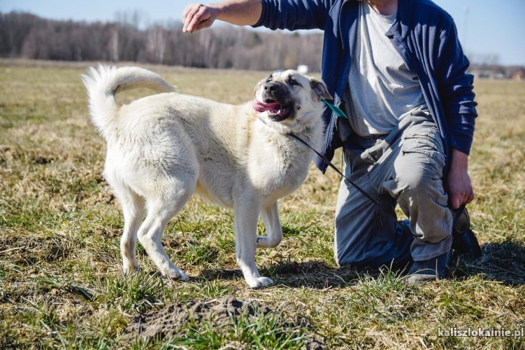 ramon-roczny-przyjazny-psi-olbrzym-do-pokochania-45298-zdjecia.jpg