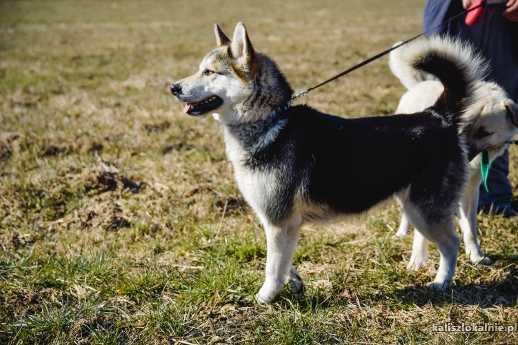 tundra-12-miesieczna-wesola-husky-mix-45303-kalisz.jpg