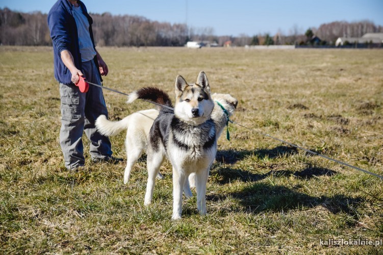 tundra-12-miesieczna-wesola-husky-mix-45303-sprzedam.jpg