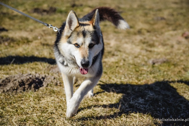 tundra-12-miesieczna-wesola-husky-mix-45303-zdjecia.jpg