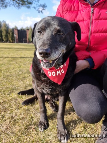belmondo-wesoly-niezwykle-przyjazny-psiak-do-adopcji-45376-kalisz.jpg