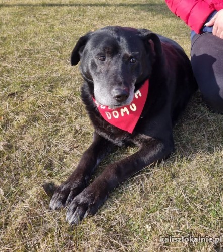 belmondo-wesoly-niezwykle-przyjazny-psiak-do-adopcji-45376-psy.jpg