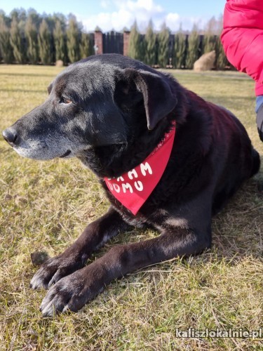 belmondo-wesoly-niezwykle-przyjazny-psiak-do-adopcji-45376-sprzedam.jpg