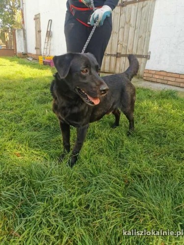 wasyl-labrador-mix-szuka-kochajacego-domu-45411-kalisz.jpg