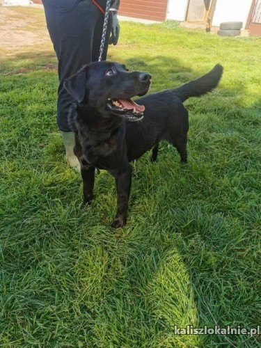 wasyl-labrador-mix-szuka-kochajacego-domu-45411-psy.jpg