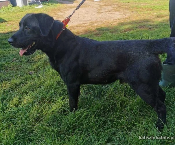 wasyl-labrador-mix-szuka-kochajacego-domu-45411-sprzedam.jpg