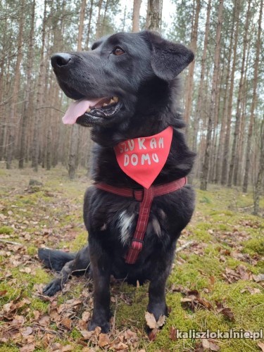 frodo-kochany-pelen-energii-psiak-do-pokochania-45415-kalisz.jpg