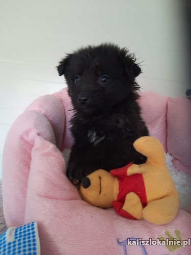 7-tygodniowe-slodkie-maluchy-do-pokochania-45418-kalisz.jpg