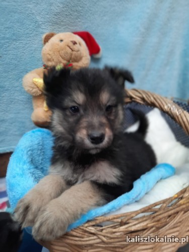 7-tygodniowe-slodkie-maluchy-do-pokochania-45418-psy.jpg