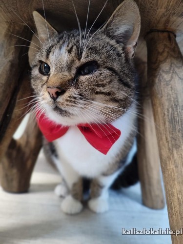 alona-mloda-grzeczna-koteczka-do-pokochania-45424-sprzedam.jpg