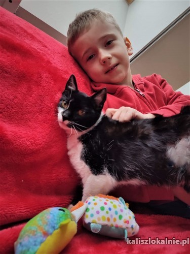 alosza-5-miesieczna-kotka-szuka-kochajacego-domu-45460-kalisz.jpg