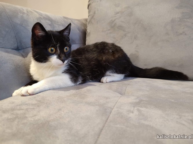 alosza-5-miesieczna-kotka-szuka-kochajacego-domu-45460-koty.jpg