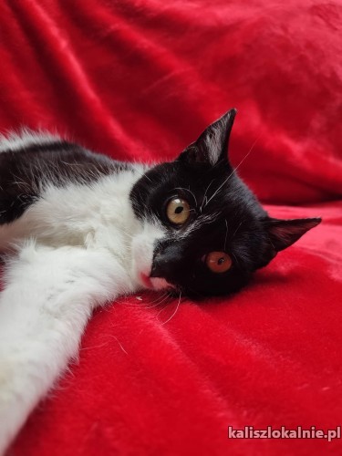alosza-5-miesieczna-kotka-szuka-kochajacego-domu-45460-sprzedam.jpg