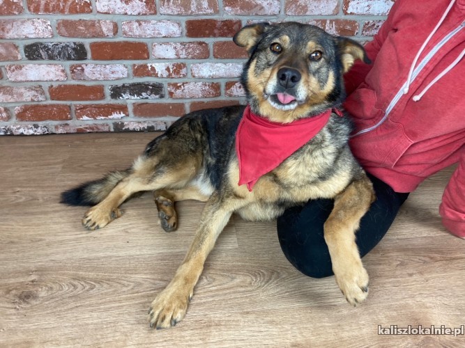 kochany-stefan-wesoly-i-niekonfliktowy-psiak-szuka-kochajacego-domu-45480-kalisz.jpg