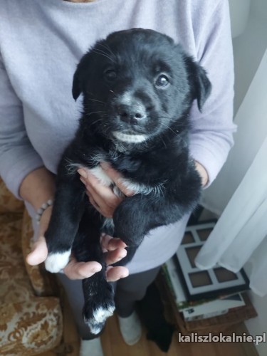 12-tygodniowe-slodkie-maluchy-do-pokochania-45486-kalisz-na-sprzedaz.jpg