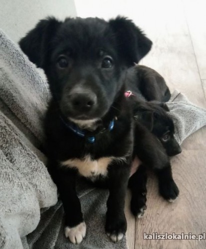 12-tygodniowe-slodkie-maluchy-do-pokochania-45486-psy.jpg