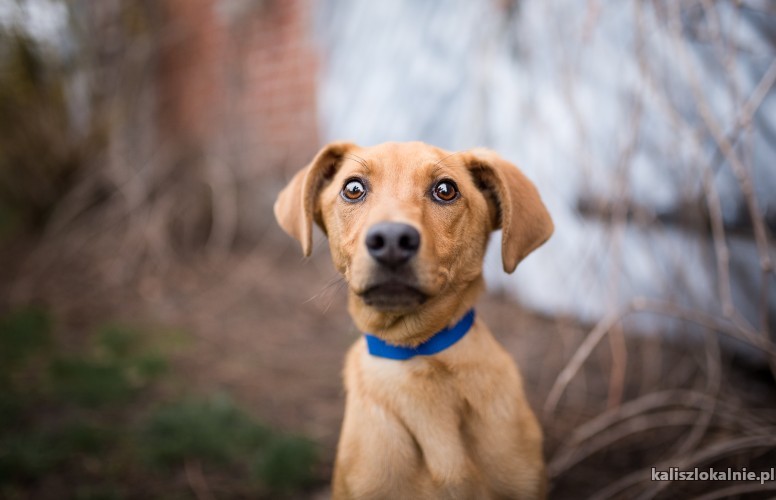 wally-6-miesieczny-cudny-i-wyjatkowy-szczeniak-szuka-domu-45523-kalisz.jpg