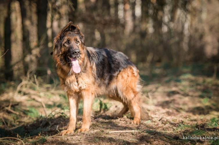 mloda-spokojna-suczka-owczarka-do-pokochania-45576-kalisz.jpg