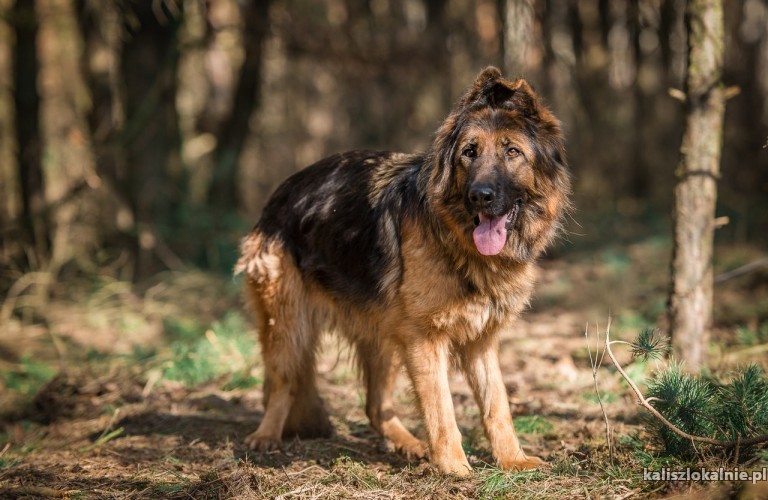 mloda-spokojna-suczka-owczarka-do-pokochania-45576-sprzedam.jpg