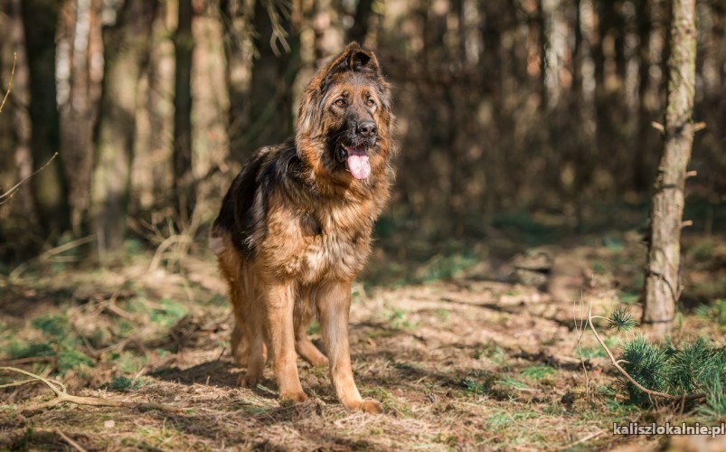 mloda-spokojna-suczka-owczarka-do-pokochania-45576-zdjecia.jpg