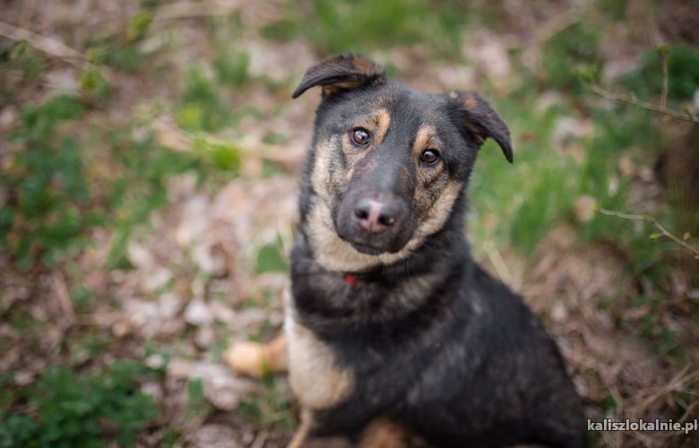 kajtus-mlody-wesoly-psiak-z-laciatym-noskiem-45579-kalisz-na-sprzedaz.jpg