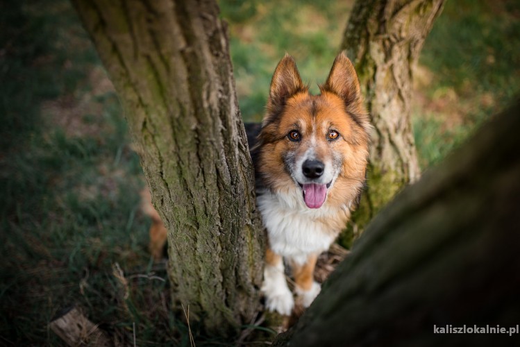 barsik-ofiara-wojny-cudowny-przyjazny-pies-45592-kalisz.jpg