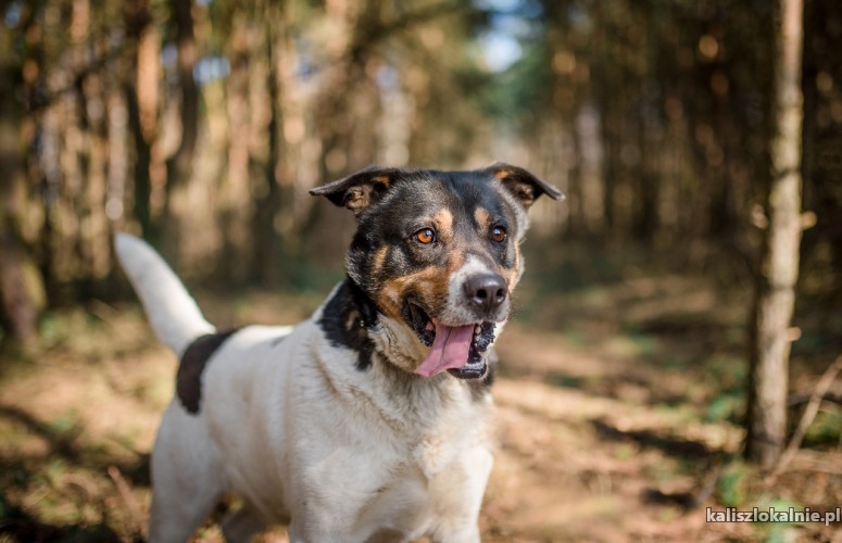 dzeki-nietrafiony-prezent-przyjazny-psiak-do-pokochania-45605-kalisz-foto.jpg