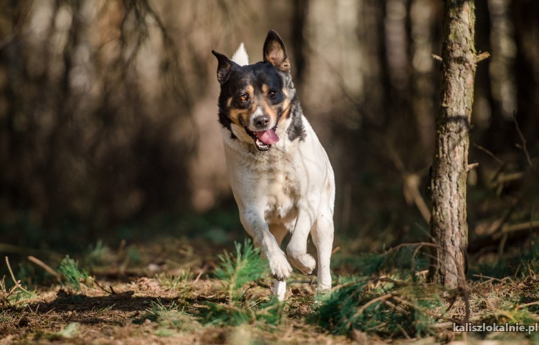 dzeki-nietrafiony-prezent-przyjazny-psiak-do-pokochania-45605-kalisz.jpg