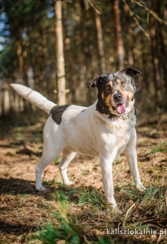 dzeki-nietrafiony-prezent-przyjazny-psiak-do-pokochania-45605-psy.jpg