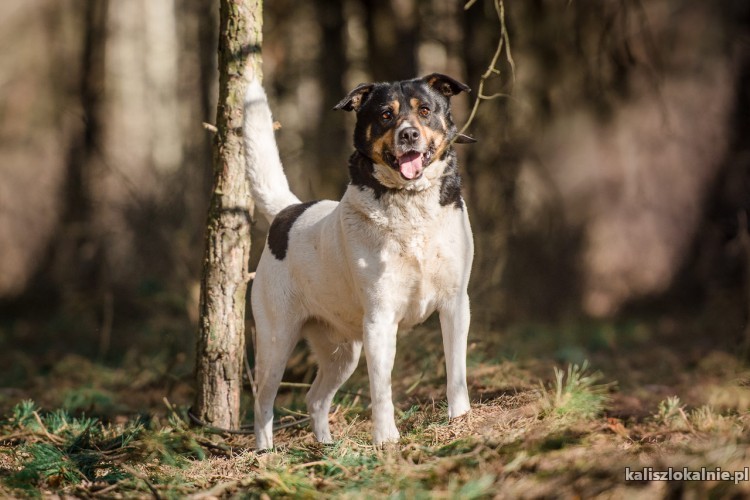 dzeki-nietrafiony-prezent-przyjazny-psiak-do-pokochania-45605-zdjecia.jpg