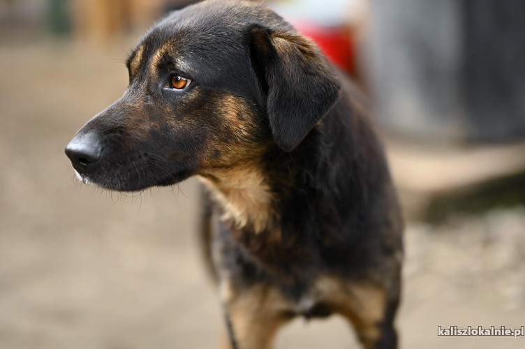 niekonfliktowy-piekny-orzysz-super-pies-szuka-domu-45676-kalisz.jpg