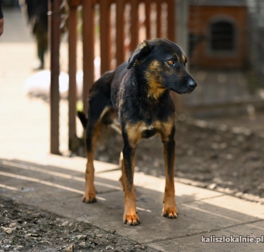 niekonfliktowy-piekny-orzysz-super-pies-szuka-domu-45676-psy.jpg