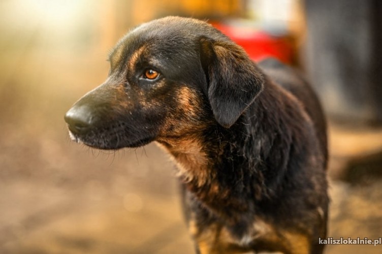 niekonfliktowy-piekny-orzysz-super-pies-szuka-domu-45676-sprzedam.jpg