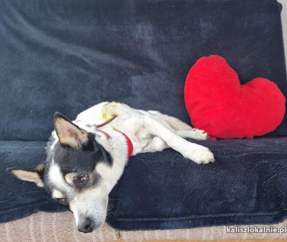 malutki-amigo-lagodny-domowy-psiaczek-45697-kalisz.jpg