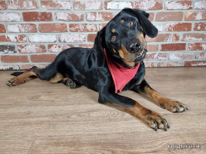 piekna-wesola-hera-do-adopcji-45711-psy.jpg