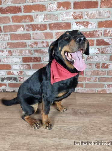 piekna-wesola-hera-do-adopcji-45711-sprzedam.jpg