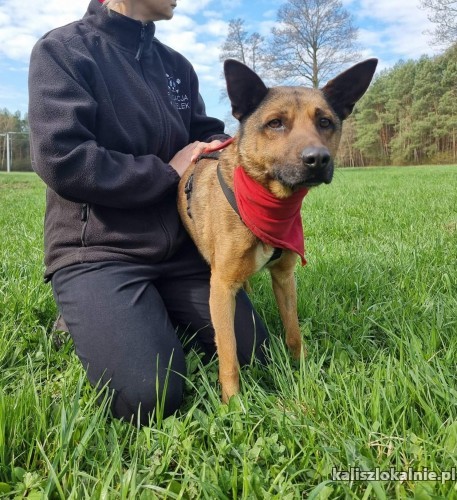 ivan-uratowany-z-ukrainy-psiak-podaruj-mu-lepsze-jutro-45712-psy.jpg
