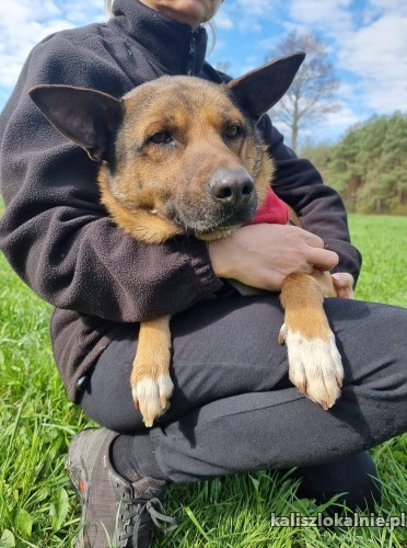 ivan-uratowany-z-ukrainy-psiak-podaruj-mu-lepsze-jutro-45712-sprzedam.jpg