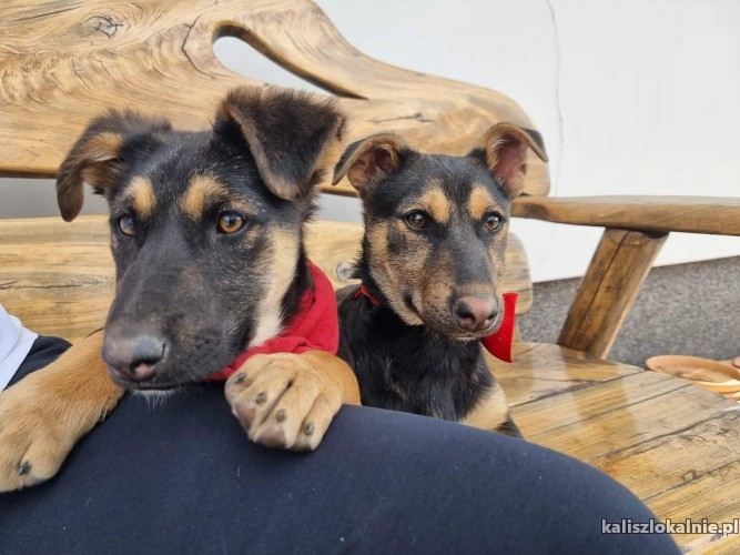 mamba-i-landrynka-6-miesieczne-maluchy-adopcja-45721-psy.jpg