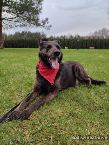 merida-wesola-mloda-suczka-uratowana-przed-wojna-45722-psy.jpg