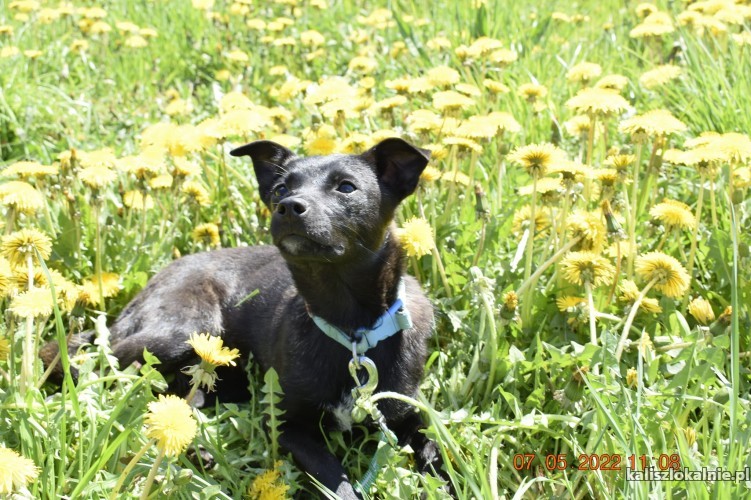 gaja-nakolankowa-kruszynka-wspaniala-sunia-adoopcja-45759-kalisz-foto.jpg