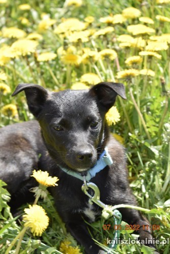 gaja-nakolankowa-kruszynka-wspaniala-sunia-adoopcja-45759-psy.jpg