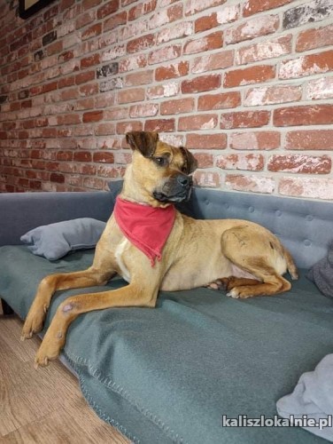 wiesio-rewelacyjny-kandydat-na-rodzinnego-kompana-45787-psy.jpg