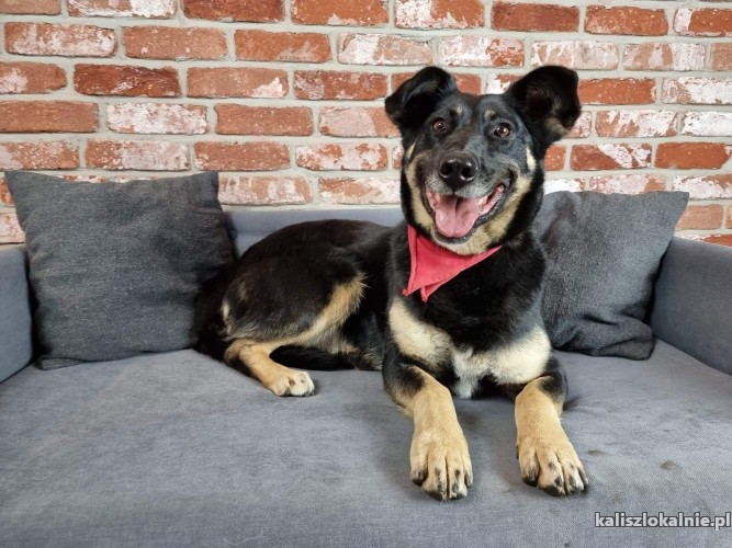 kochana-zylka-wesola-przyjazna-sunia-szuka-domu-45788-kalisz.jpg