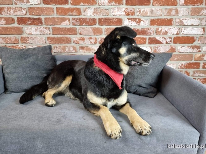 kochana-zylka-wesola-przyjazna-sunia-szuka-domu-45788-psy.jpg