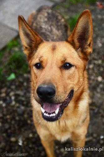dakota-madra-przyjazna-suczka-owczarka-szuka-domu-45789-kalisz-foto.jpg