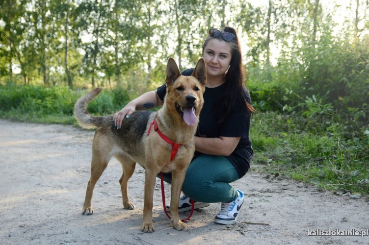 dakota-madra-przyjazna-suczka-owczarka-szuka-domu-45789-kalisz.jpg